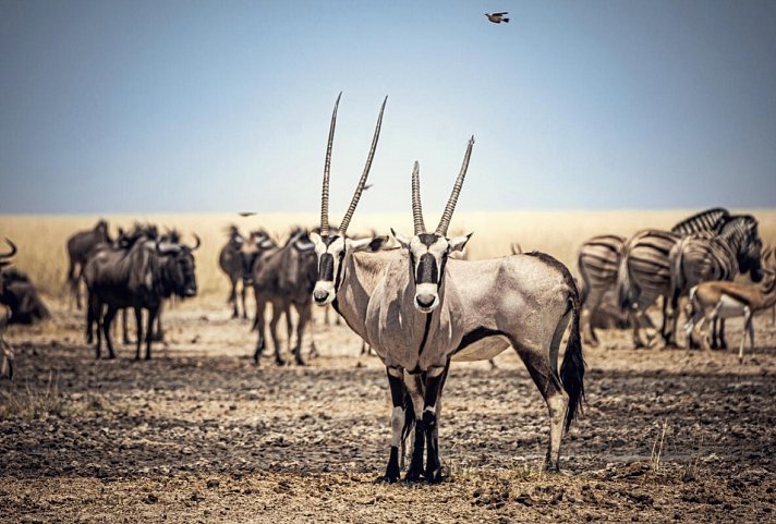 Traumreise Namibia - Oryxantilopen, Gnus und Zebras in Etosha NP