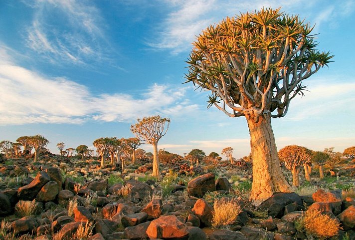 Best of Namibia (Autoreise) - Köcherbaumwald