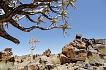 Best of Namibia (Autoreise) - Köcherbaumwald