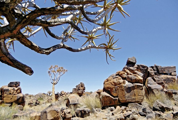 Best of Namibia (Autoreise) - Köcherbaumwald