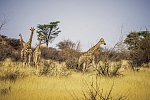 Best of Namibia (Autoreise)