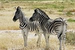Best of Namibia (Autoreise)