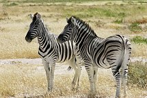 Best of Namibia (Autoreise) - Etosha Nationalpark