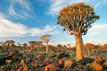 Best of Namibia Superior - Köcherbaumwald