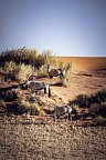 Best of Namibia Superior - Oryx-Antilope