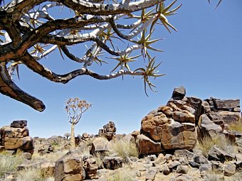 Best of Namibia Superior - Köcherbaumwald