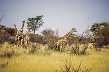 Best of Namibia Superior - Giraffen