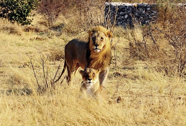 Namibia Kaleidoskop Superior - Etosha Nationalpark