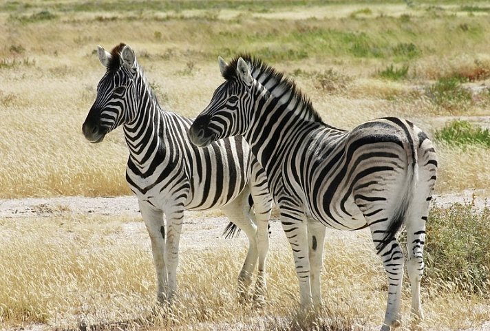 Namibia Kaleidoskop Superior - Etosha Nationalpark