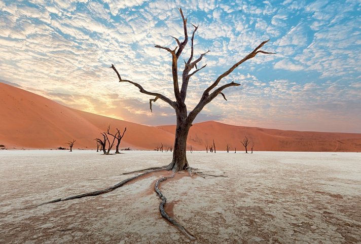 Namibia für Einsteiger - Dead Vlei