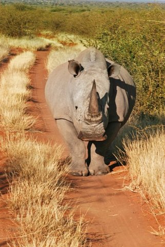 Namibia für Einsteiger - Nashorn